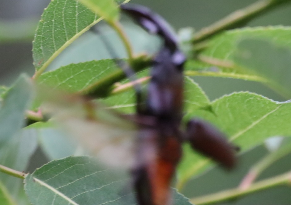 飛翔していた ノコギリクワガタ大歯型♂_川縁のヤナギ_2023年6月５日5時１5分気温17度